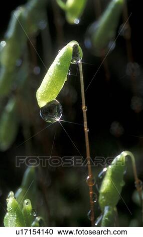 Bernhard, bryophyta, cow, day, drip, drop View Large Photo Image Stock Image - Bernhard, bryophyta, cow, day, drip, drop. Fotosearch