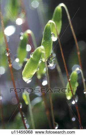 Bernhard, bryophyta, cow, day, drip, drop View Large Photo Image Stock Photo - Bernhard, bryophyta, cow, day, drip, drop. Fotosearch