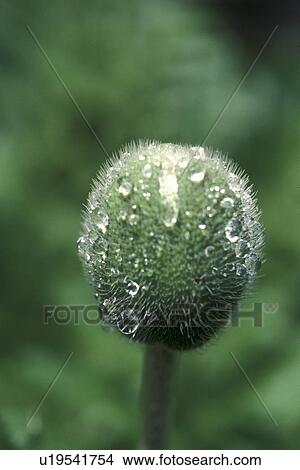 Bernhard, bud, corn, corn poppy, cow, drip View Large Photo Image Picture - Bernhard, bud, corn, corn poppy, cow, drip. Fotosearch