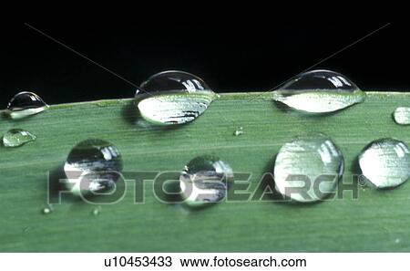 Bernhard, CLOSE, close-up, cow, drip, drop View Large Photo Image Stock Image - Bernhard, CLOSE, close-up, cow, drip, drop. Fotosearch