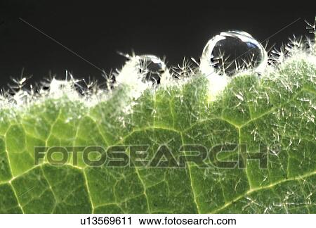 Stock Image - Bernhard, CLOSE, close-up, cow, drip, drop. Fotosearch