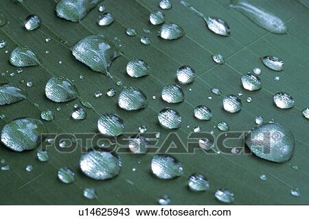 Stock Image - Bernhard, CLOSE, close-up, cow, drip, drop. Fotosearch
