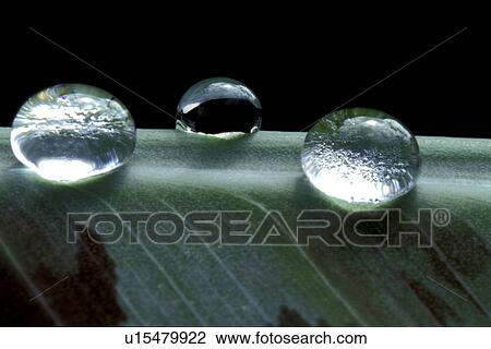 Stock Image - Bernhard, CLOSE, close-up, cow, drip, drop. Fotosearch