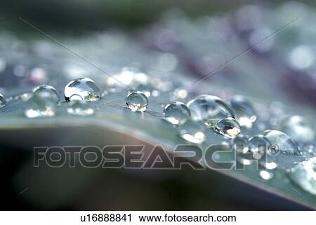 Bernhard, CLOSE, close-up, cow, drip, drop View Large Photo Image Stock Image - Bernhard, CLOSE, close-up, cow, drip, drop. Fotosearch