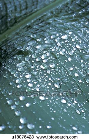 Stock Photo - Bernhard, CLOSE, close-up, cow, drip, drop. Fotosearch