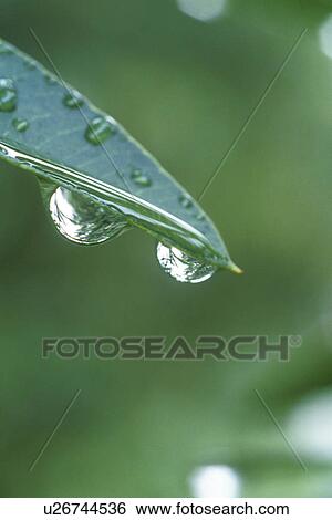 Bernhard, CLOSE, close-up, cow, drip, drop View Large Photo Image Stock Photograph - Bernhard, CLOSE, close-up, cow, drip, drop. Fotosearch