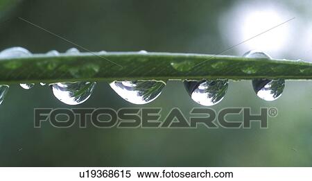 Stock Photography - Bernhard, CLOSE, close-up, cow, drip, drop. Fotosearch