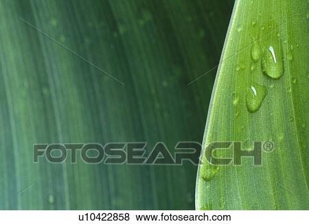 blattstruktur, calf, flora, fresh, green, leaf, plant View Large Photo Image Stock Photo - blattstruktur, calf, flora, fresh, green, leaf, plant. Fotosearch