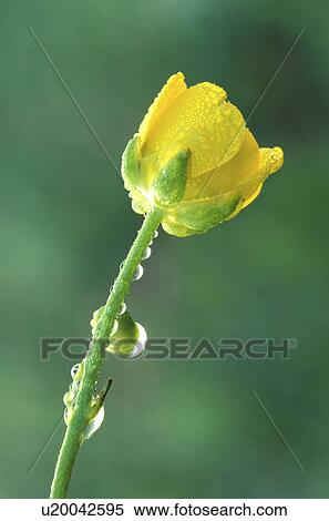 bloom, buttercup, blossom, blooms, abloom View Large Photo Image Stock Photography - bloom, buttercup, blossom, blooms, abloom. Fotosearch