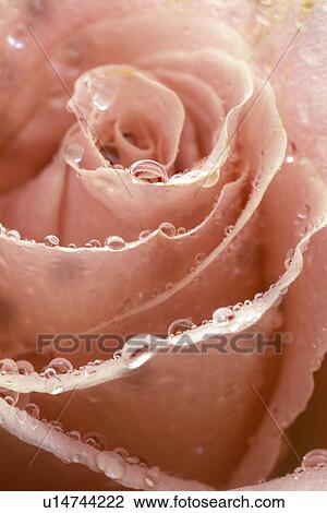blooms, amorous, bloom, Bernhard, background, abloom View Large Photo Image Stock Image - blooms, amorous, bloom, Bernhard, background, abloom. Fotosearch