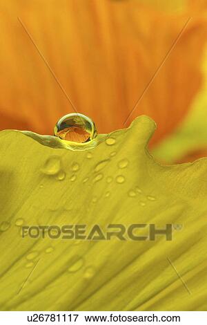 Stock Photo - blossom, background, blooms, bloom, Bernhard, abloom. Fotosearch