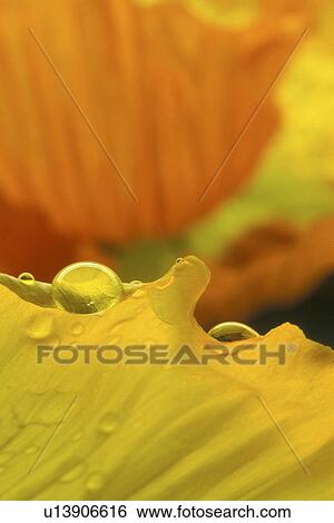 blossom, background, blooms, bloom, Bernhard, abloom View Large Photo Image Stock Photograph - blossom, background, blooms, bloom, Bernhard, abloom. Fotosearch