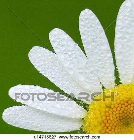 Stock Photo - chrysanthemum, alfred, chrysantheme, blossom, bloom, abloom. Fotosearch