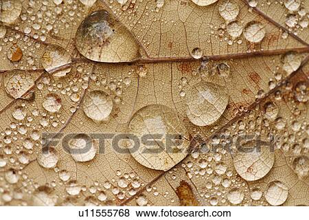 CLOSE, autumn, brown, beige, background, alfred View Large Photo Image Stock Photo - CLOSE, autumn, brown, beige, background, alfred. Fotosearch
