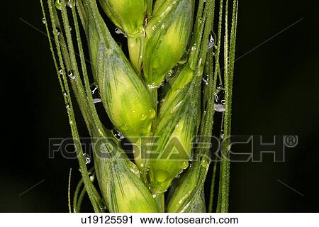 CLOSE, azerbaijan, cereal, black, barley, alfred View Large Photo Image Stock Image - CLOSE, azerbaijan, cereal, black, barley, alfred. Fotosearch