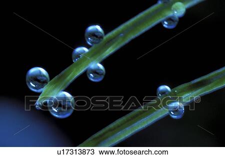 Stock Image - CLOSE, close-up, drip, drop, Jan, leaf. Fotosearch