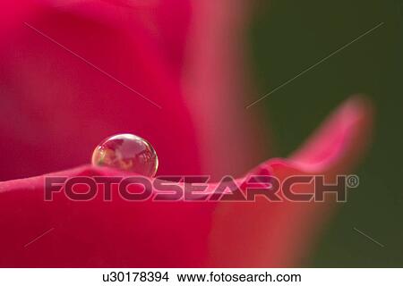 Picture - close-up, alfred, CLOSE, blossom, bloom, abloom. Fotosearch