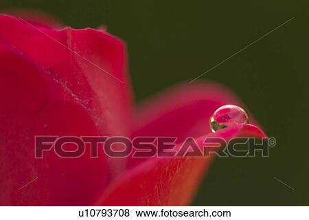 close-up, alfred, CLOSE, blossom, bloom, abloom View Large Photo Image Stock Photo - close-up, alfred, CLOSE, blossom, bloom, abloom. Fotosearch