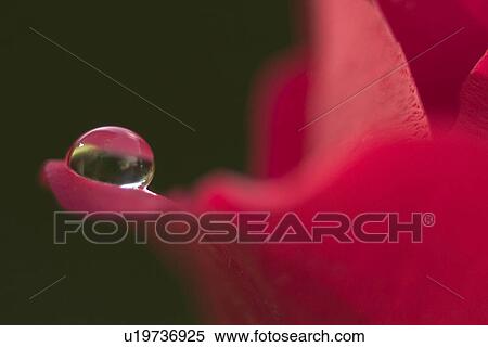 Stock Photography - close-up, alfred, CLOSE, blossom, bloom, abloom. Fotosearch