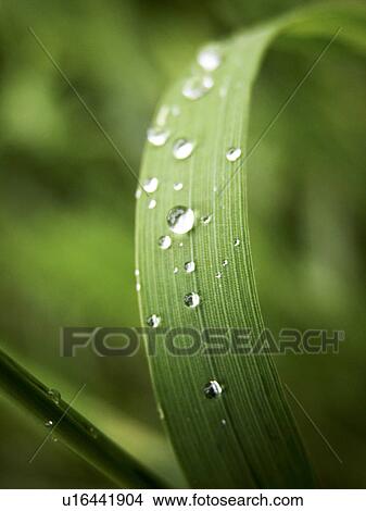 Picture - drip, Austria, day, close-up, CLOSE, alfred. Fotosearch