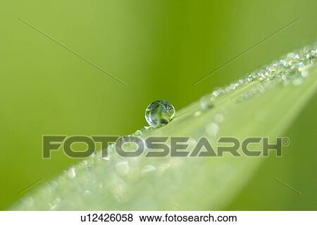 drop, CLOSE, drip, day, close-up, alfred View Large Photo Image Stock Photo - drop, CLOSE, drip, day, close-up, alfred. Fotosearch