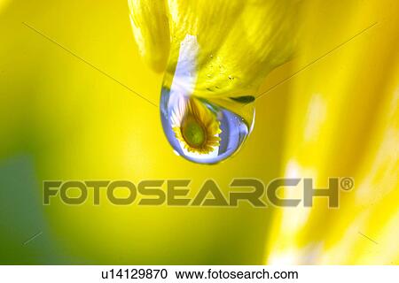 drop, CLOSE, drip, detail, close-up, alfred View Large Photo Image Stock Image - drop, CLOSE, drip, detail, close-up, alfred. Fotosearch
