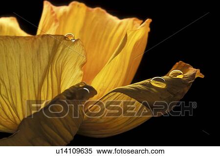 Stock Photography - falten, abloom, Bernhard, black, bloom. Fotosearch