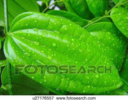 mist, attach, bangi, barrier PAPERs, beads, closeup, condensate View Large Photo Image Stock Photo - mist, attach, bangi, barrier PAPERs, beads, closeup, condensate. Fotosearch