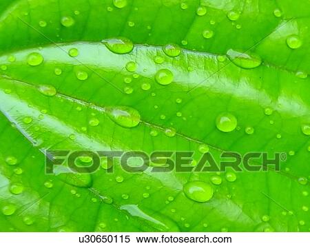Stock Photography - mist, bangi, barrier PAPERs, beads, closeup, condensate, condense. Fotosearch