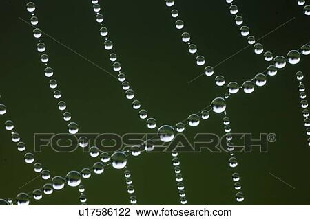 Stock Image - tau, alfred, close-up, cobweb, detail. Fotosearch