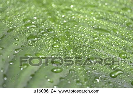 tau, dewdrop, fresh, germany, green, kempf, leaf View Large Photo Image Picture - tau, dewdrop, fresh, germany, green, kempf, leaf. Fotosearch