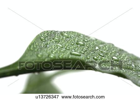 tau, dewdrop, fresh, germany, green, kempf, leaf View Large Photo Image Stock Photo - tau, dewdrop, fresh, germany, green, kempf, leaf. Fotosearch