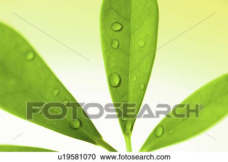 tau, drip, fresh, frsh, germany, green, juicy View Large Photo Image Stock Image - tau, drip, fresh, frsh, germany, green, juicy. Fotosearch