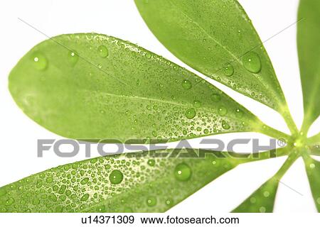 Stock Photo - tau, drip, fresh, frsh, germany, green, juicy. Fotosearch