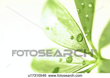 Stock Photo - tau, drip, fresh, germany, green, juicy, kempf. Fotosearch