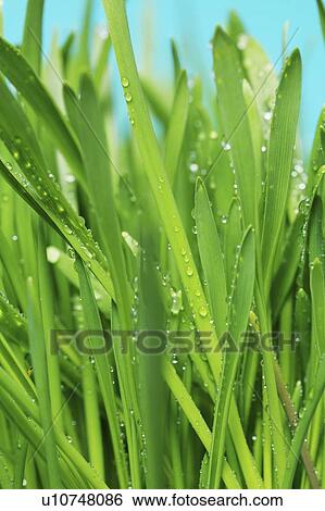 tau, grund, freigestellt, alive, allemagne, aquatic, aue View Large Photo Image Stock Photograph - tau, grund, freigestellt, alive, allemagne, aquatic, aue. Fotosearch