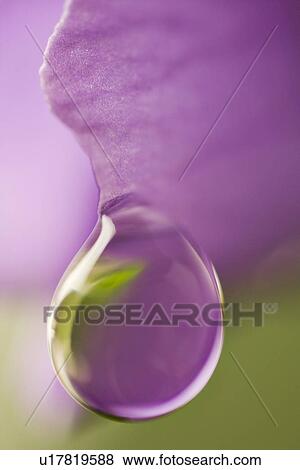 Stock Photo - veilchen, alfred, bloom, bloomer, blooming, blooms. Fotosearch