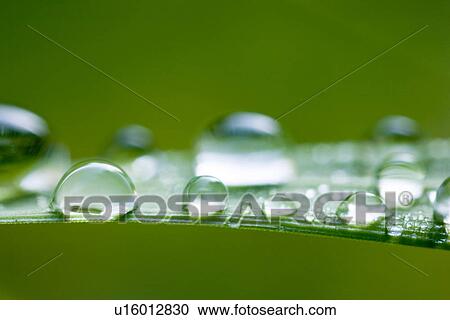 Stock Image - wiesen, weide, tau, alfred, close-up. Fotosearch