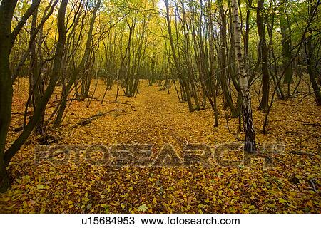 Stock Image - background, autumn, away, autumnal, autumn-like, alfred. Fotosearch
