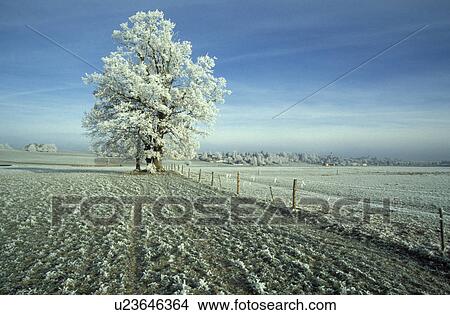 bavaria, Bavaria, bavarian, Bavarian, day, fence, idyllic View Large Photo Image Picture - bavaria, Bavaria, bavarian, Bavarian, day, fence, idyllic. Fotosearch