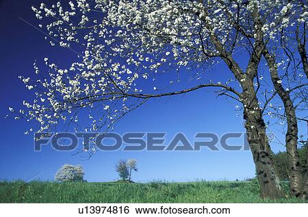 bloom, blue, blossom, blooms, abloom View Large Photo Image Stock Photograph - bloom, blue, blossom, blooms, abloom. Fotosearch