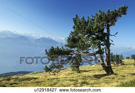 Stock Photo - blue, day, coniferae, conifer, aichner. Fotosearch