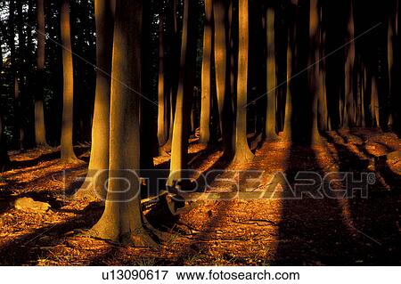 brown, Christian View Large Photo Image Stock Photo - brown, Christian. Fotosearch