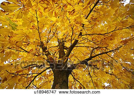 chestnut tree, autumn, chestnut, castanea, background, alfred View Large Photo Image Stock Photo - chestnut tree, autumn, chestnut, castanea, background, alfred. Fotosearch
