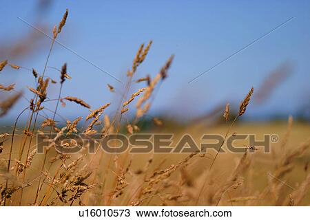 close-up, background, CLOSE, burkhard, brown, autumn View Large Photo Image Stock Image - close-up, background, CLOSE, burkhard, brown, autumn. Fotosearch