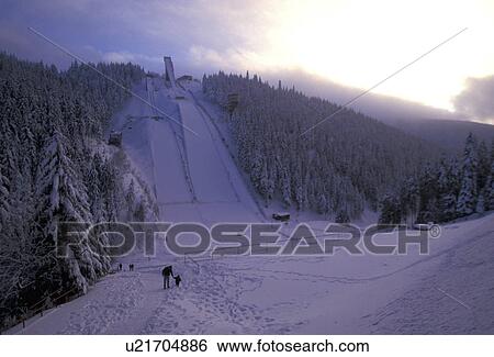 cold, conifer, coniferae, day, forest View Large Photo Image Stock Photograph - cold, conifer, coniferae, day, forest. Fotosearch