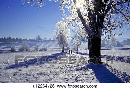 cold, day, frost, hoarfrost, idyllic, landscape View Large Photo Image Stock Photograph - cold, day, frost, hoarfrost, idyllic, landscape. Fotosearch