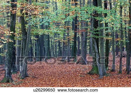 colour contrast, autumn, calf, background picture, autumn-like, austria View Large Photo Image Stock Image - colour contrast, autumn, calf, background picture, autumn-like, austria. Fotosearch