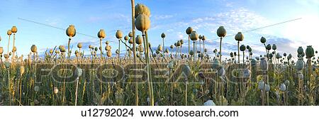 Picture - day, acre, corn poppy, corn, alfred, abenddaemmerung. Fotosearch