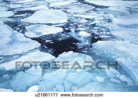 Stock Photo - day, Arctic region, cow, cold, Bernhard, arctic. Fotosearch